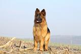 BERGER ALLEMAND 951